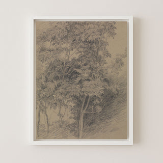 ANTIQUE TREE STUDY - Museum Quality Art