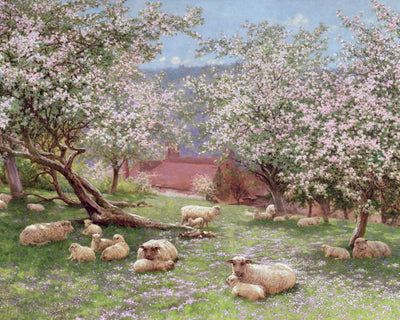Appleblossom