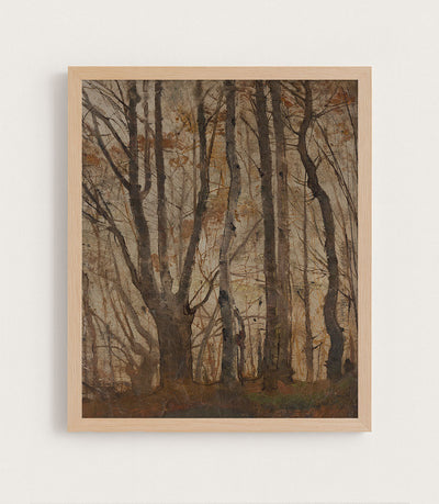 Autumn Forest