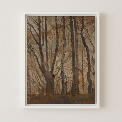 Autumn Forest