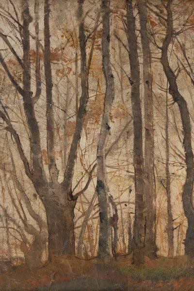 Autumn Forest
