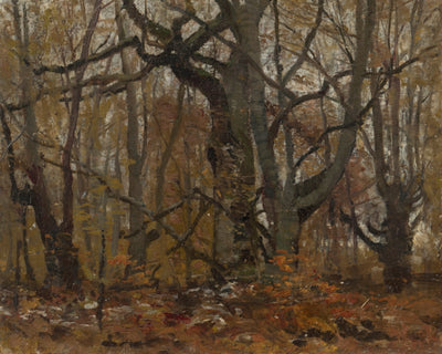 Autumn Forest