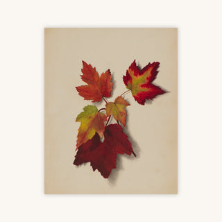 AUTUMN LEAVES II — Primary Image