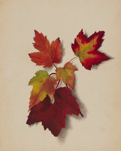 Autumn Leaves II