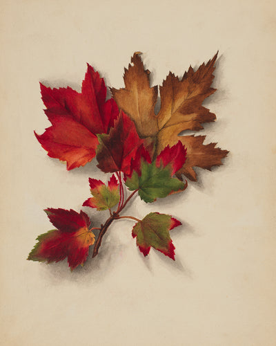 AUTUMN LEAVES I
