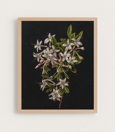 AZALEAS - Museum Quality Art