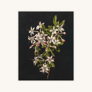 AZALEAS — Primary Image