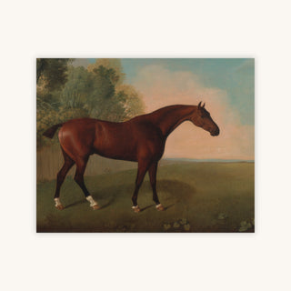 BAY HORSE IN A FIELD — Primary Image