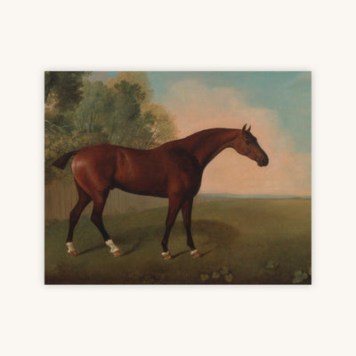 BAY HORSE IN A FIELD — Primary Image