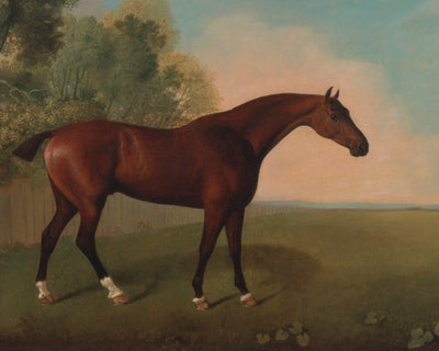 BAY HORSE IN A FIELD