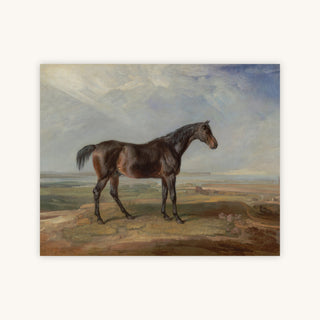 BAY HORSE — Primary Image