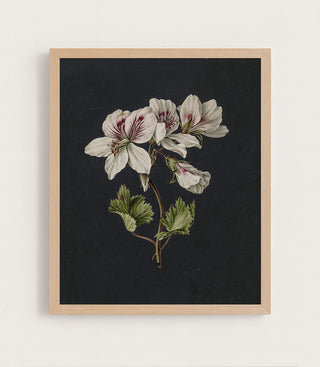 BICOLOR BOTANICAL - Museum Quality Art