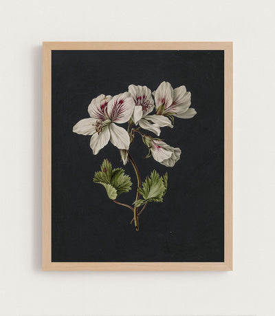 BICOLOR BOTANICAL - Museum Quality Art