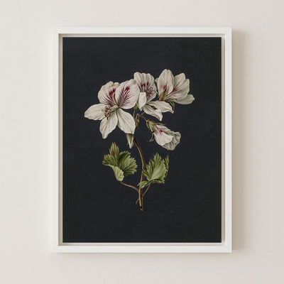 BICOLOR BOTANICAL - Museum Quality Art