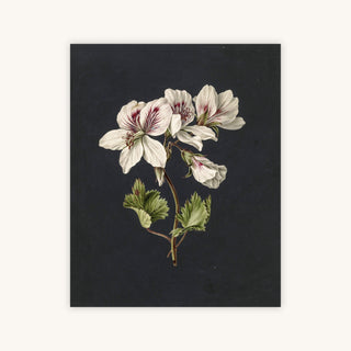BICOLOR BOTANICAL — Primary Image