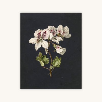 BICOLOR BOTANICAL — Primary Image