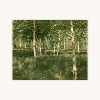 BIRCH COPSE — Primary Image