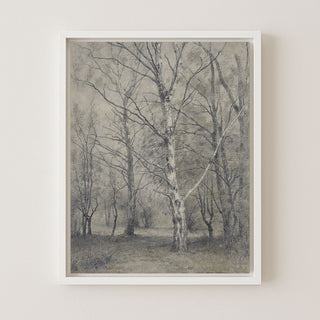 BIRCH TREES - Museum Quality Art