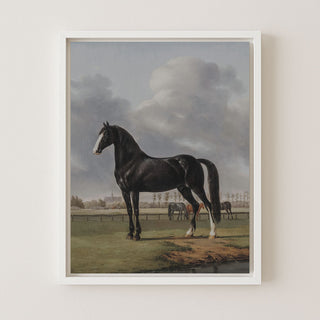 Black Horse