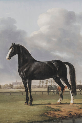 BLACK HORSE