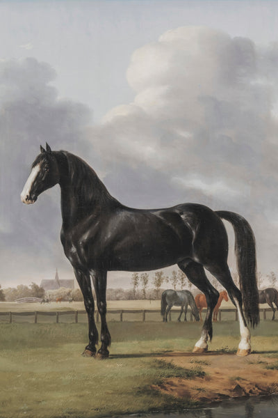 BLACK HORSE