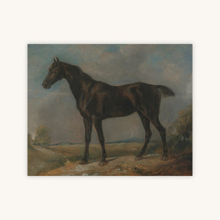 BLACK RIDING HORSE — Primary Image