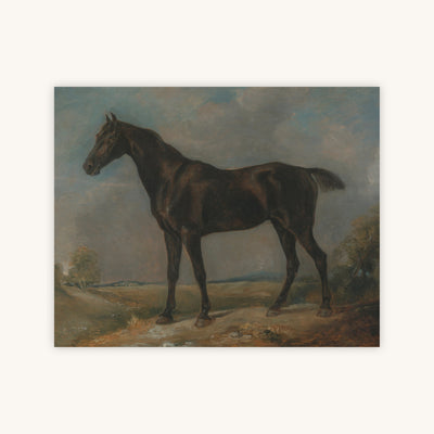 BLACK RIDING HORSE — Primary Image