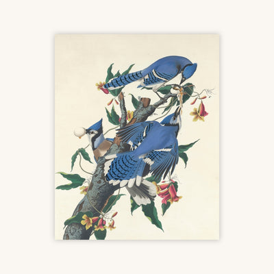 BLUE JAYS — Primary Image