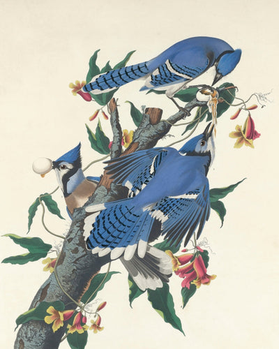 BLUE JAYS