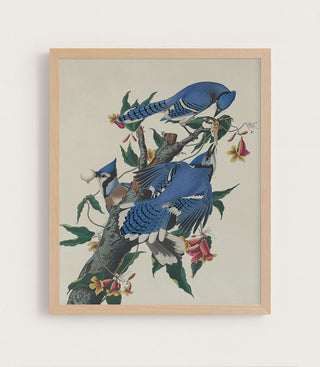BLUE JAYS - Museum Quality Art
