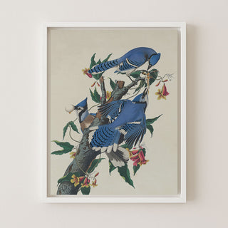 BLUE JAYS - Museum Quality Art