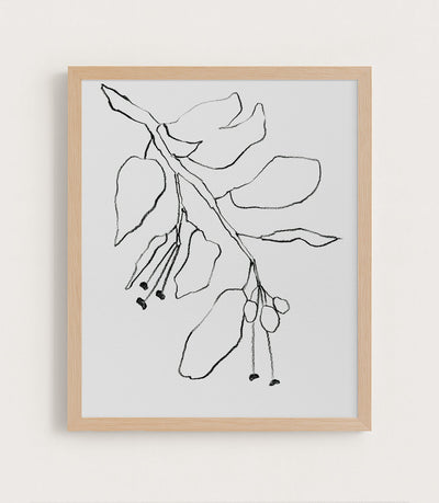 BOTANICAL PENCIL DRAWING - Museum Quality Art