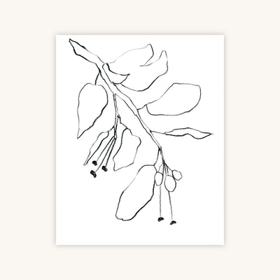 BOTANICAL PENCIL DRAWING — Primary Image