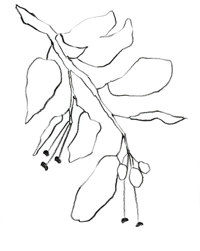 BOTANICAL PENCIL DRAWING