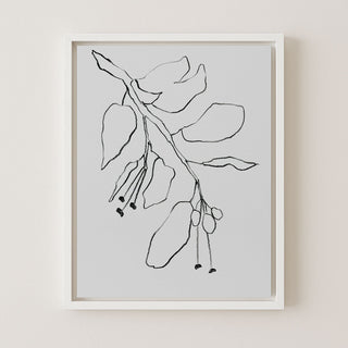 BOTANICAL PENCIL DRAWING - Museum Quality Art