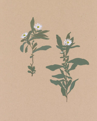 BOTANICAL - Museum Quality Art