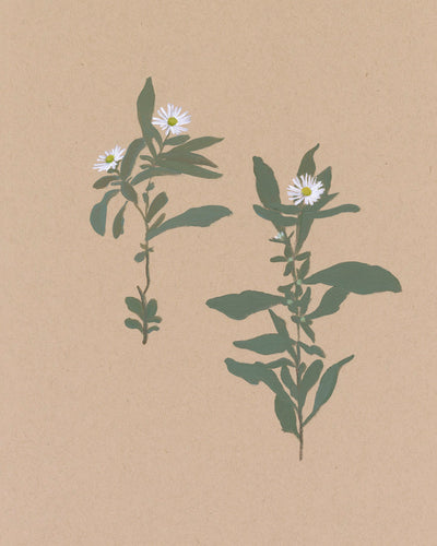 BOTANICAL - Museum Quality Art