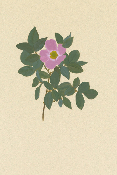 BOTANICAL XXII - Museum Quality Art