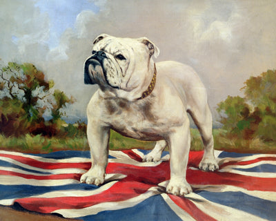 BRITISH BULLDOG