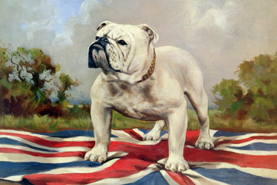 BRITISH BULLDOG