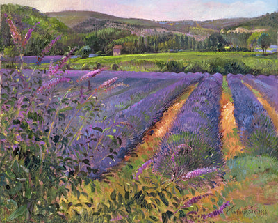 BUDDLEIA AND LAVENDER FIELD, MONTCLUS - Museum Quality Art