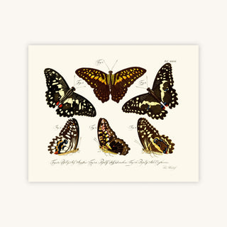 BUTTERFLIES — Primary Image