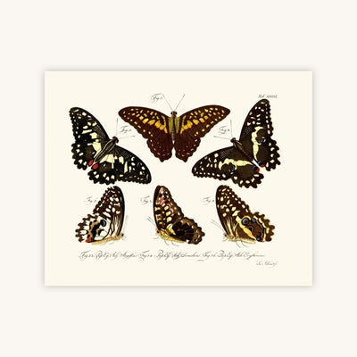 BUTTERFLIES — Primary Image