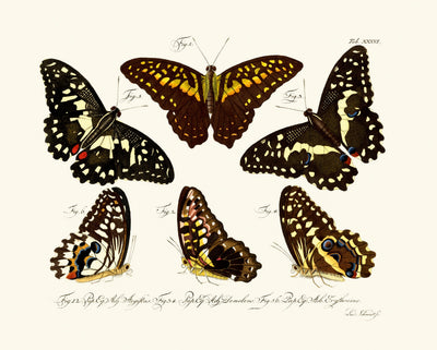 Butterflies