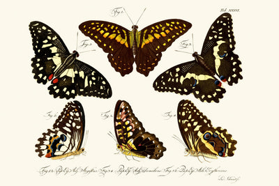 Butterflies