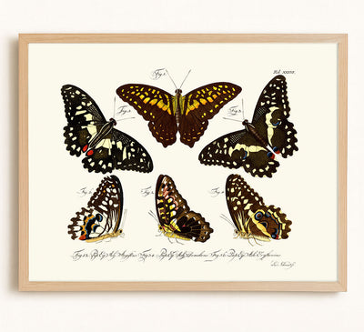 BUTTERFLIES - Museum Quality Art