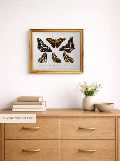 Butterflies