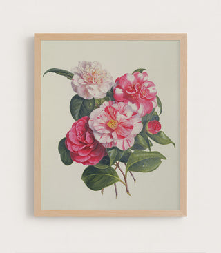 CAMELIAS - Museum Quality Art