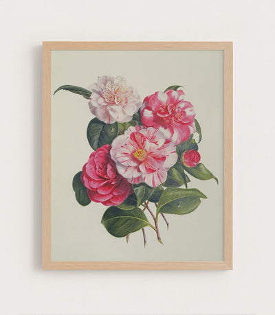 CAMELIAS - Museum Quality Art