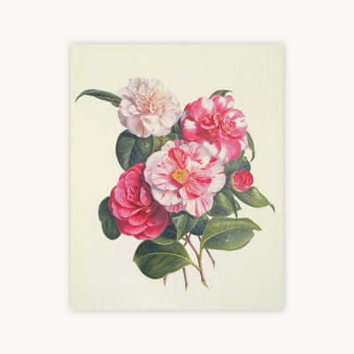 Camelias — Primary Image